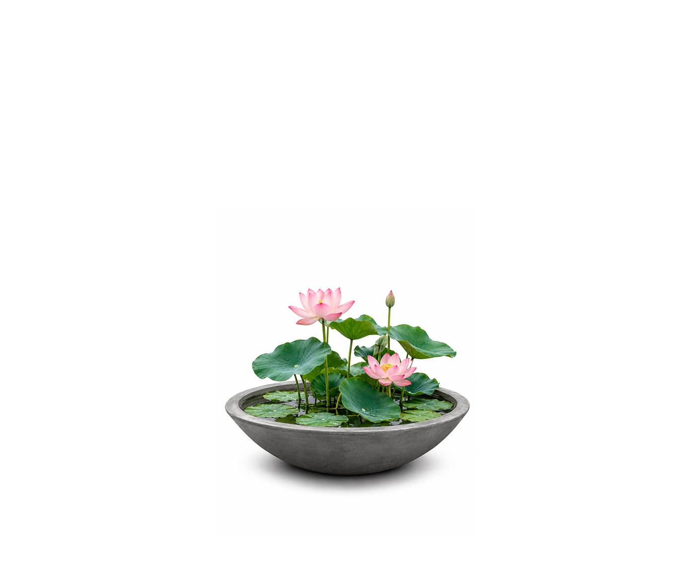 Ellise Planter