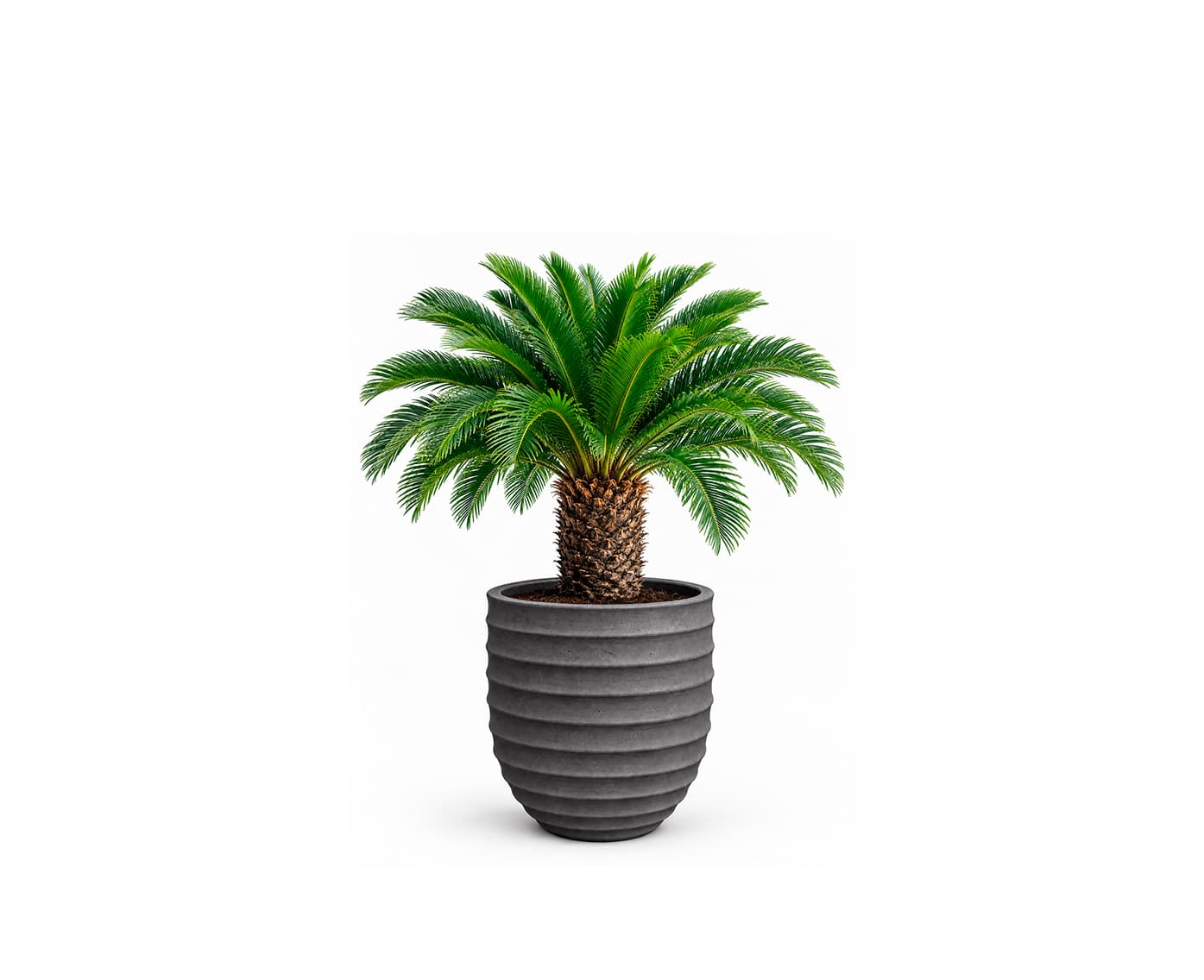 Halo Planter